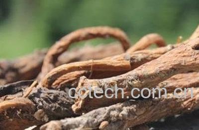 婆婆丁根可以打粉服用吗-1