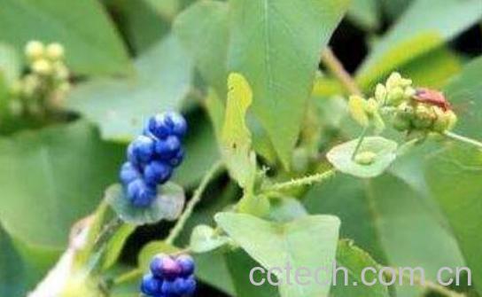 杠板归的功效与作用-0