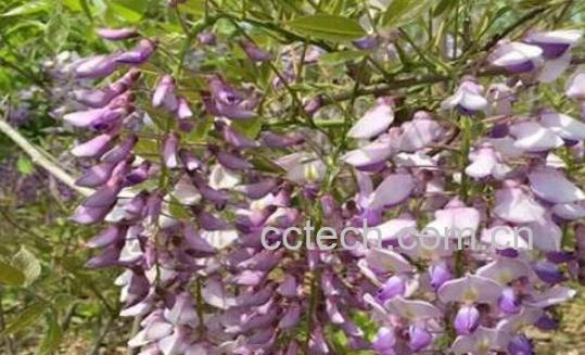 紫藤根的功效与作用及药用价值-0