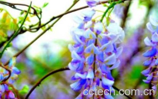 紫藤根的功效与作用及药用价值-1