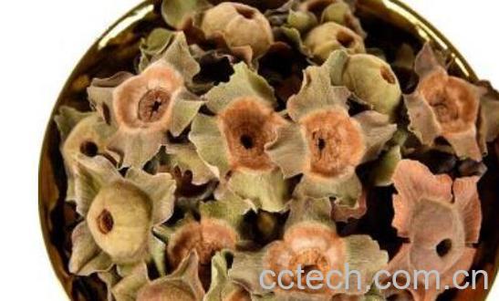 柿蒂的药用功效与作用-1