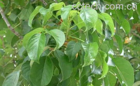 重阳木的功效与作用-1