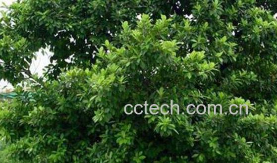 重阳木的功效与作用-0