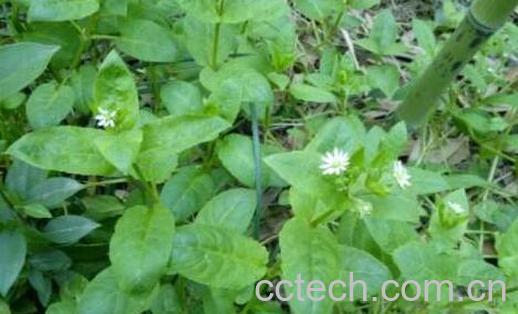 大鹅儿肠的功效与作用-1