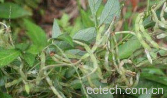 饿蚂蝗的功效与作用-0