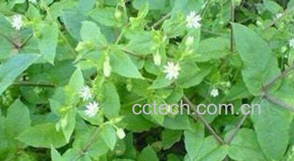 大鹅儿肠的功效与作用-0