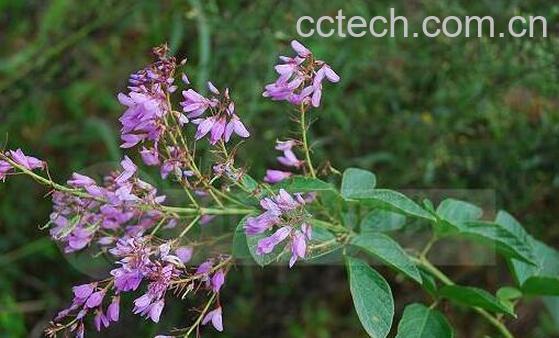 饿蚂蝗的功效与作用-1