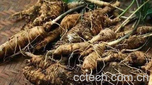 四叶参的功效与作用-1