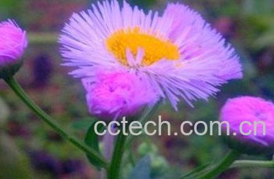 紫色的蒲公英有什么用处-0