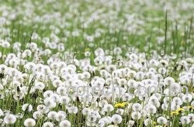 蒲公英熬水泡脚-0