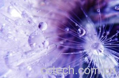 紫色的蒲公英有什么用处-1