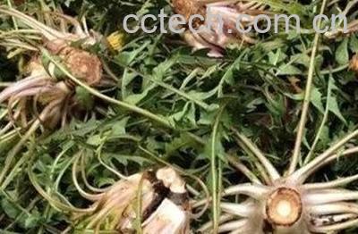 蒲公英熬水泡脚-1