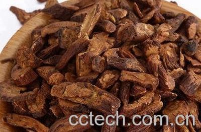 怎么发酵蒲公英 蒲公英怎样发酵处理-1