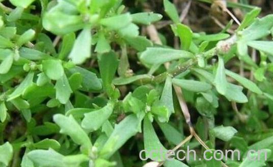 鼻炎草的功效与作用-0