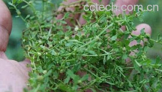 鼻炎草的功效与作用-1