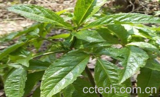 天麻茎叶的功效与作用-0