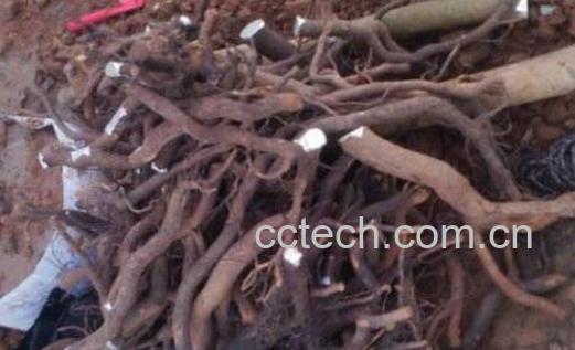 油茶根皮的功效与作用-1