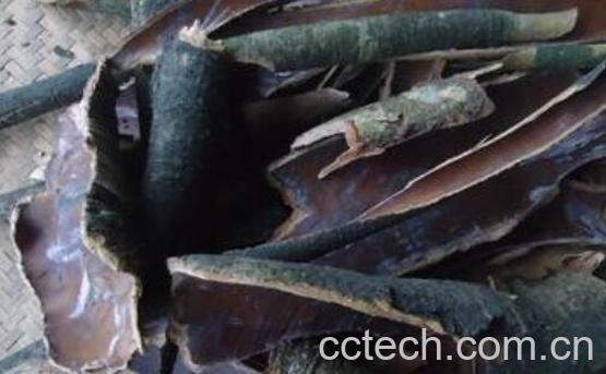 油茶根皮的功效与作用-0