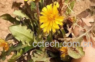 蒲公英泡脚的功效与作用-1