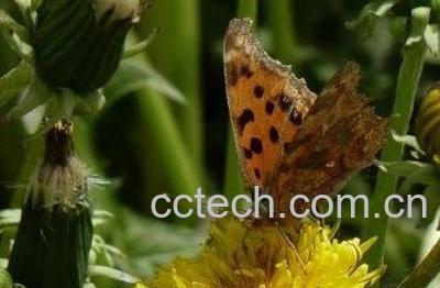 蒲公英泡脚的好处与坏处-1