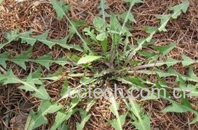 蒲公英草有什么药用价值-1