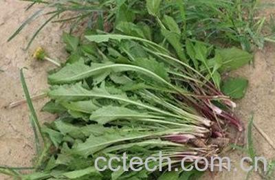 蒲公英草有什么药用价值-0