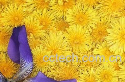  紫色蒲公英和黄色蒲公英的差别-1