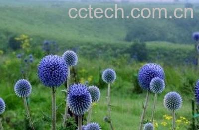  紫色蒲公英和黄色蒲公英的差别-0