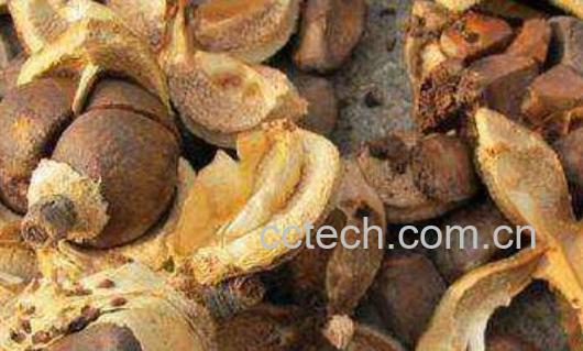 油茶壳泡水有什么功效-0