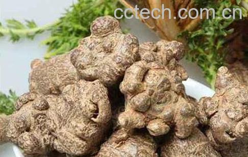 土田七的功效与作用-1