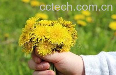蒲公英煮出来的水泡脚有什么功效-0