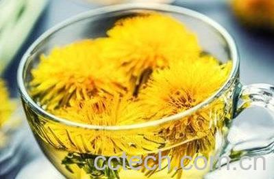 喝蒲公英对女人有什么好处-1