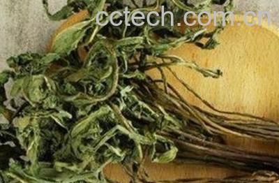 喝蒲公英对女人有什么好处-0