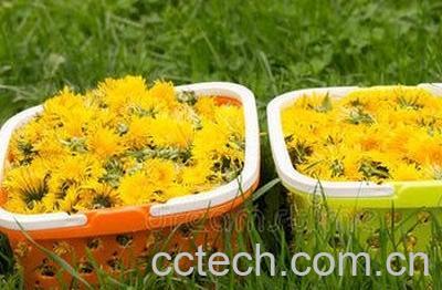 南方蒲公英与北方蒲公英有哪些区别-1