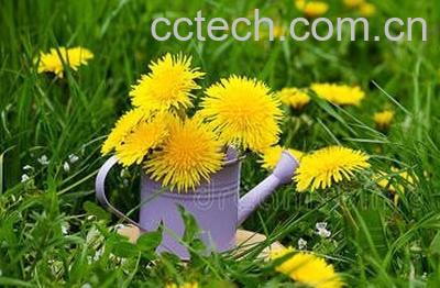 南方蒲公英与北方蒲公英有哪些区别-0