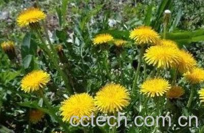 蒲公英煮水洗脸的方法与功效-1