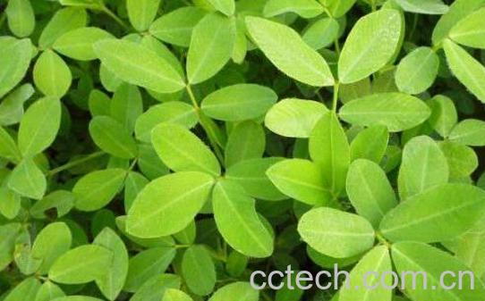 花生滕有什么功效与作用-0