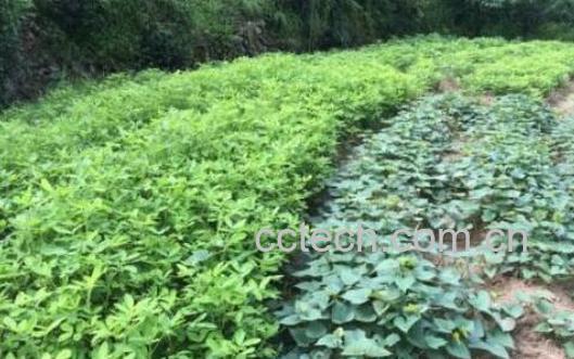 花生滕有什么功效与作用-1