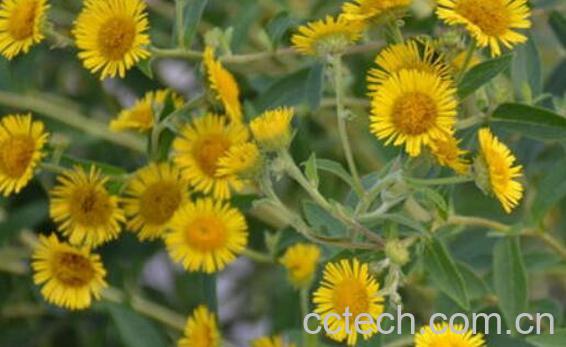 路边菊花青的功效与作用-1