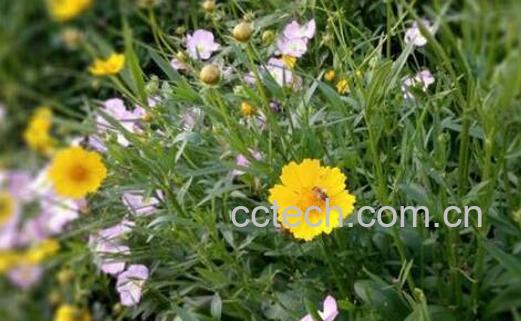路边菊花青的功效与作用-0