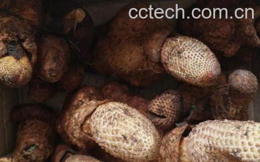 索阳引的功效和作用-0