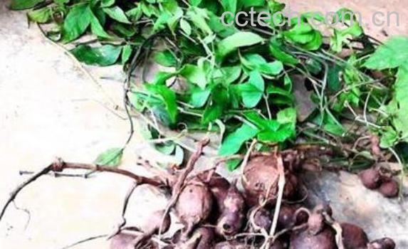 三叶青泡水的功效与作用-0