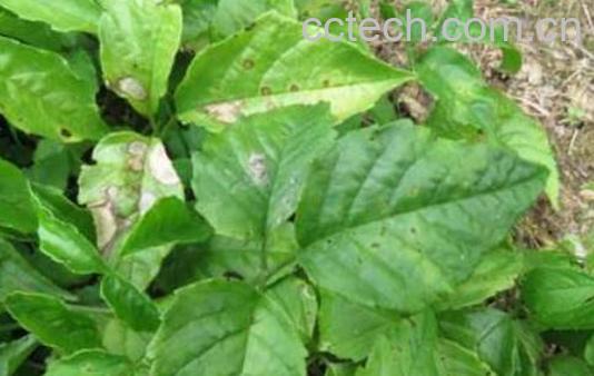 三叶青泡水的功效与作用-1