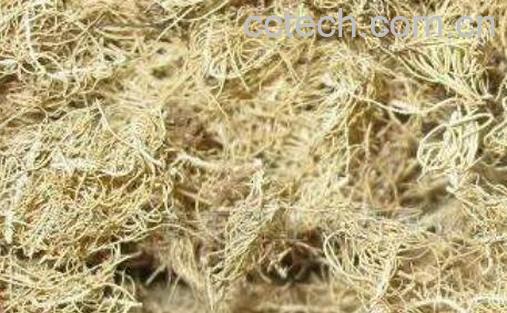 中药云雾草的功效与作用-0