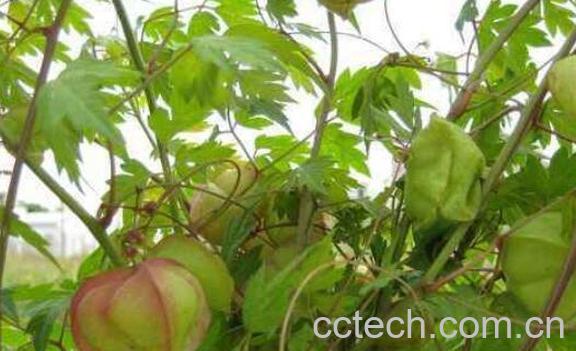 带藤苦楝的功效与作用-0