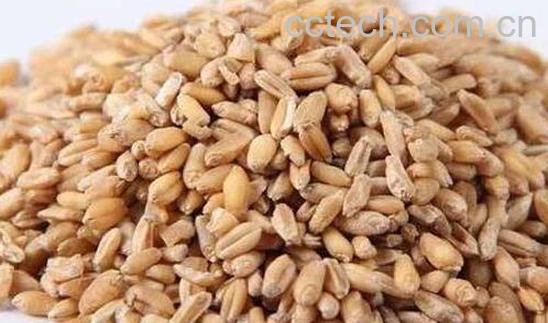 浮小麦的功效与作用 浮小麦的副作用-0