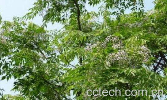 带藤苦楝的功效与作用-1