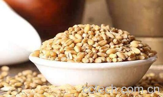 浮小麦的功效与作用 浮小麦的副作用-1