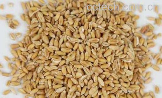 浮小麦炒和不炒的功效-0