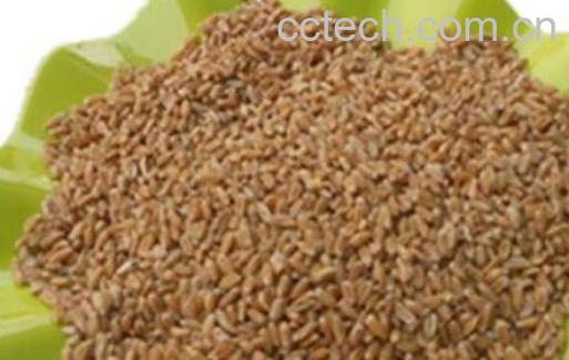 浮小麦炒和不炒的功效-1